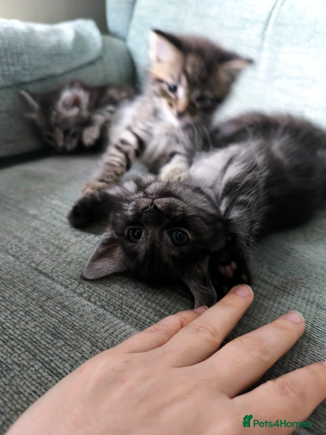 Mixed Breed cats for sale: Maine Coon cross Thai cat breed  - Advert 1