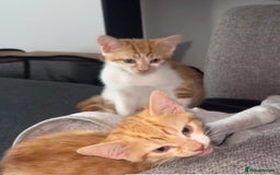 British Shorthair cats for sale: The Gingers READY TO GO 🎉🧚🏽‍♀️  - Image 1
