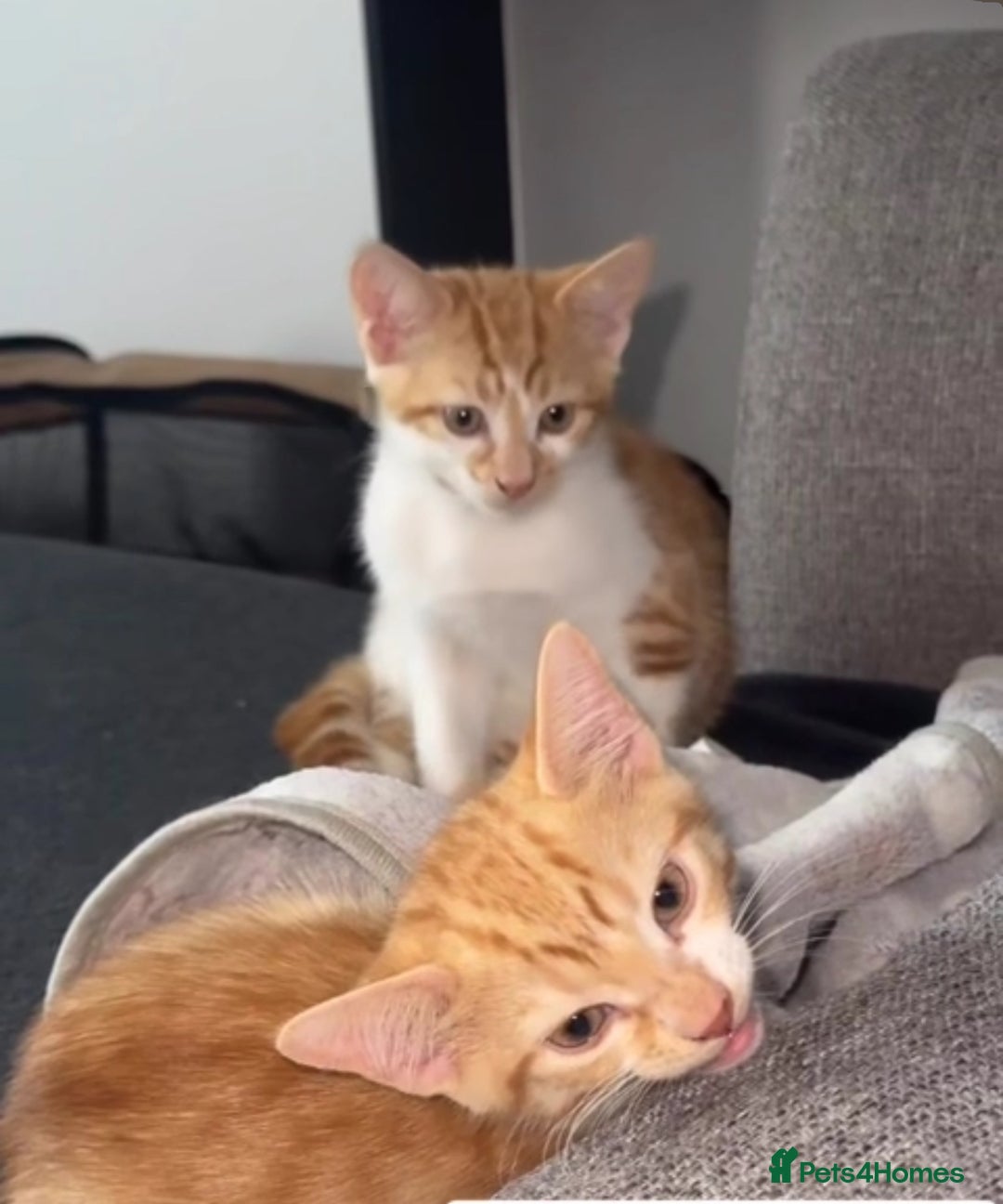 British Shorthair cats for sale: The Gingers READY TO GO 🎉🧚🏽‍♀️  - Image 1