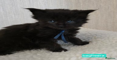 Maine Coon cats - Advert 10
