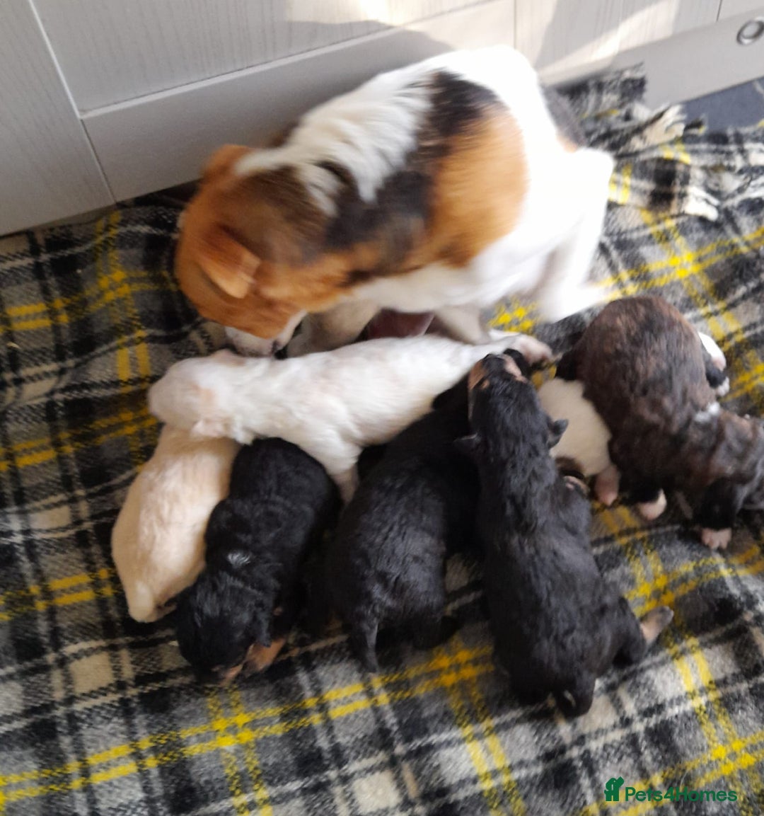 Jackapoo dogs for sale: Stunning Litter F1 JACKAPOO + Big Puppy Pack  - Image 6