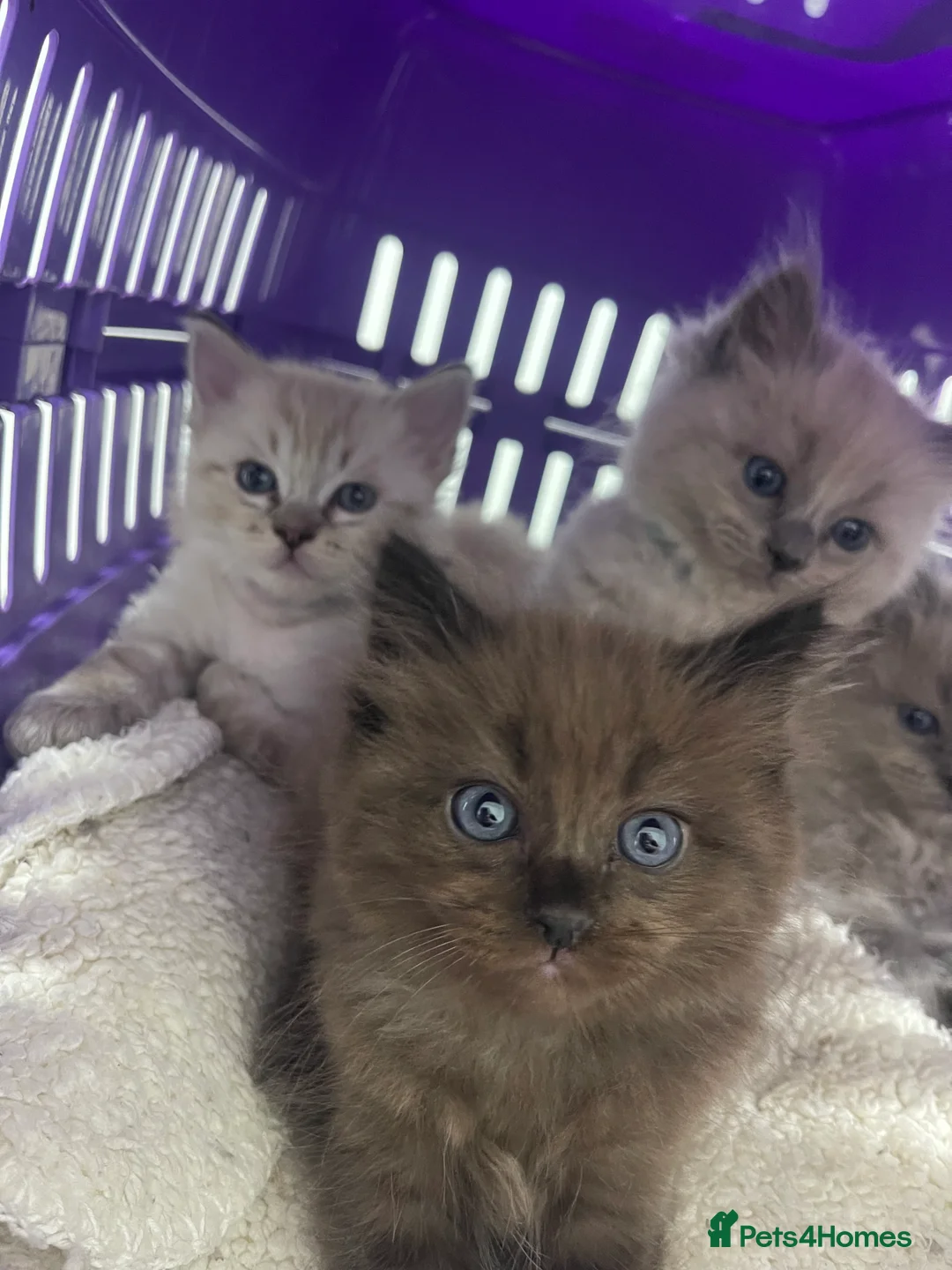 Ragdoll cats for sale: Pedigree Cherubim Blue Mink Ragdoll - Advert 9