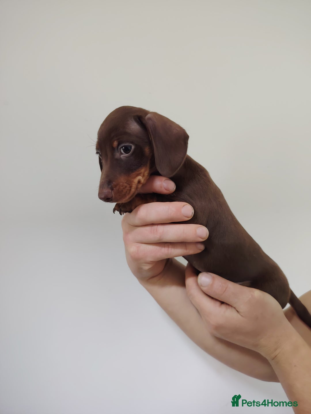 Miniature Dachshund dogs for sale: Fully vaccinated smooth heared dachound - Advert 4
