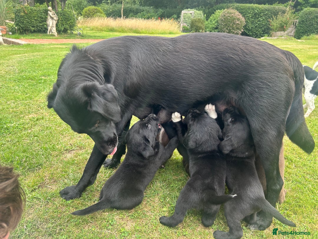 Labrador Retriever dogs for sale: Beautiful Labrador X Puppies  - Image 9