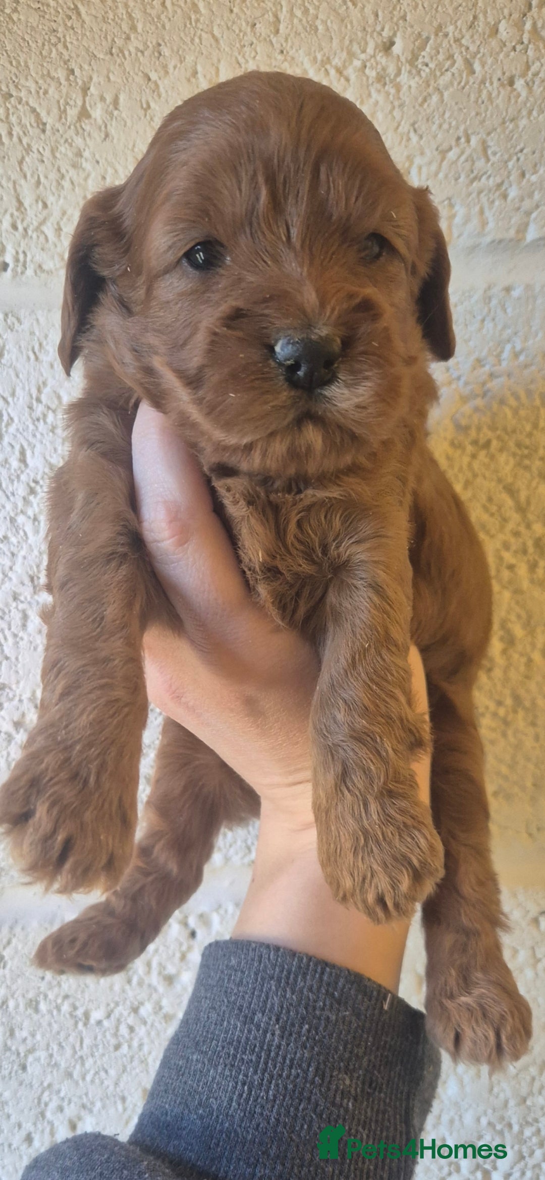 Cockapoo dogs *EXTENSIVELY HEALTH TESTED F1 SHOW COCKERPOO* - Advert 1