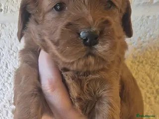 Cockapoo dogs *EXTENSIVELY HEALTH TESTED F1 SHOW COCKERPOO* - Advert 1