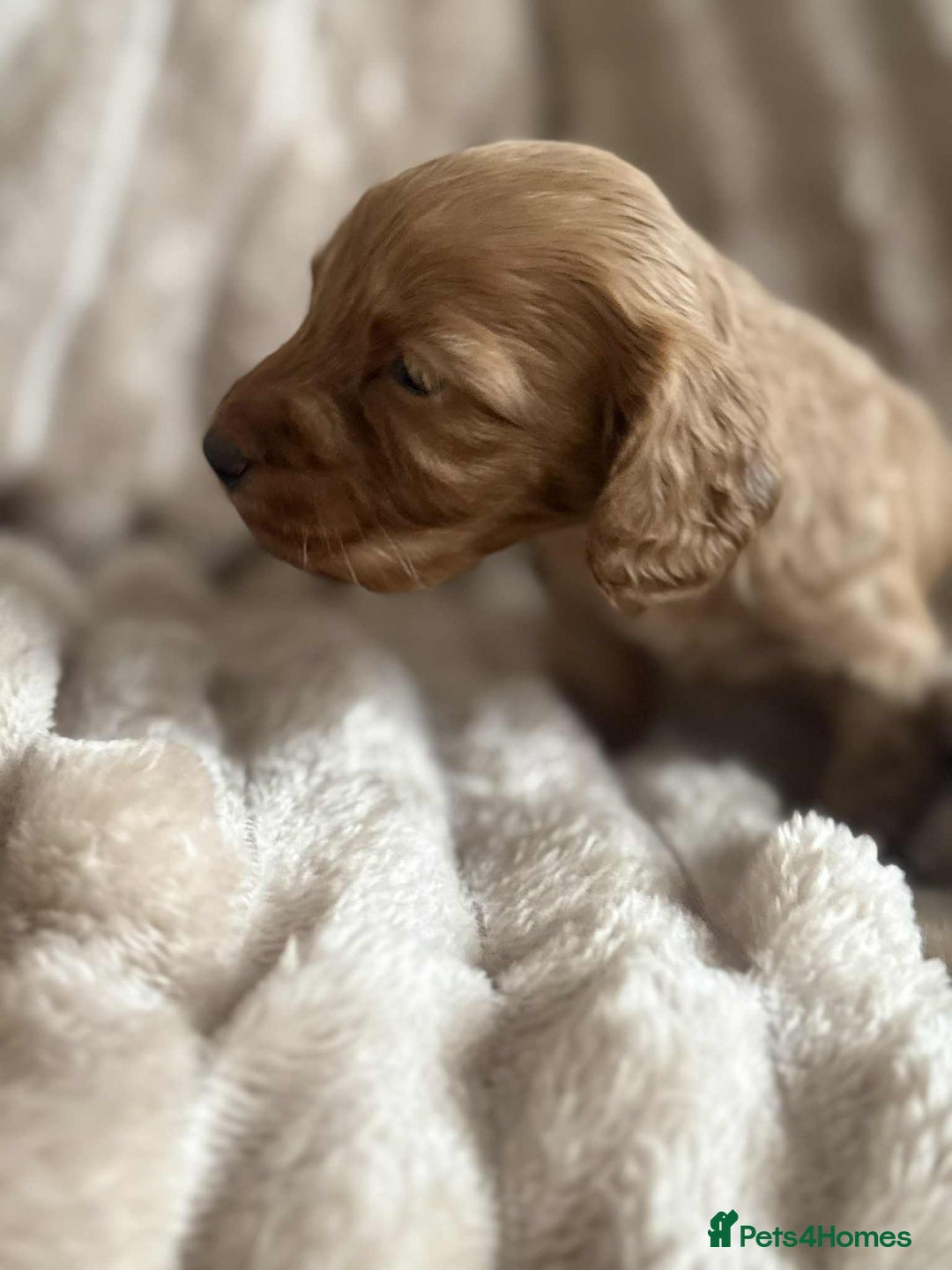 Cockapoo dogs for sale: Cockapoo F1B STUNNING COLOURS 4 available - Advert 23