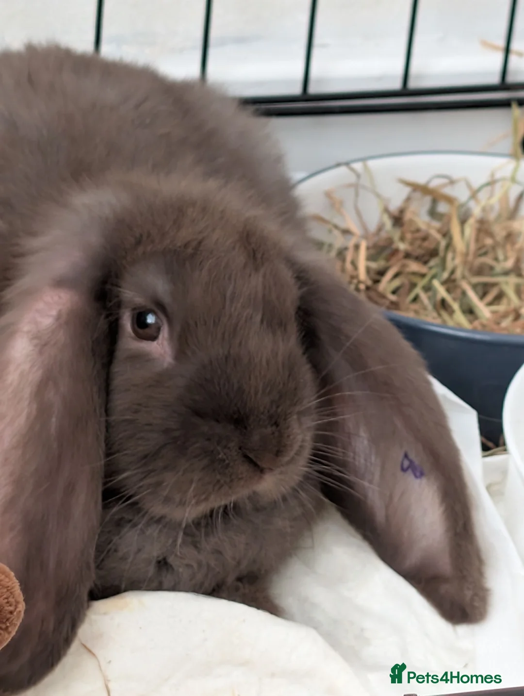 Mixed Breed rabbits for sale: Bunny - Advert 2