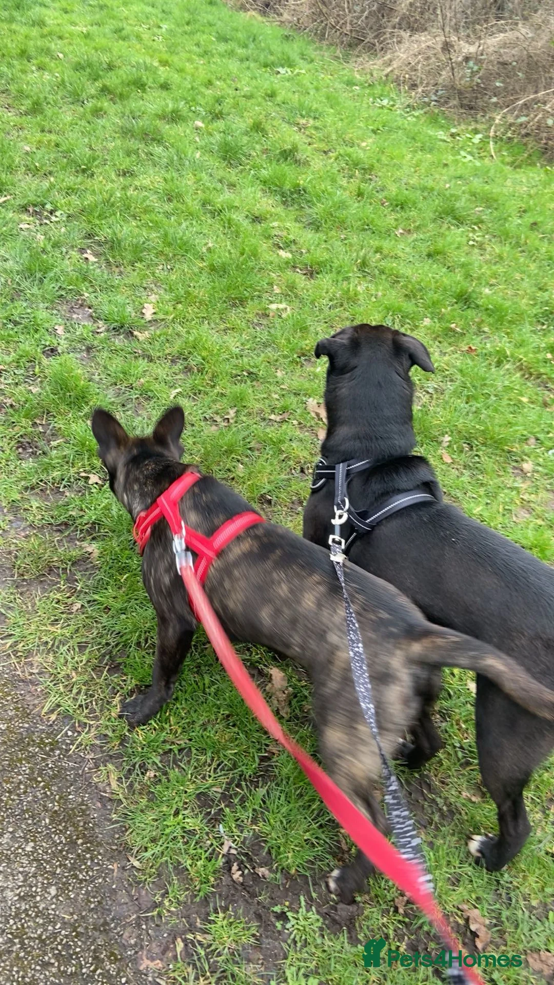 Mixed Breed dogs for sale: 2x male mixed breeds - Advert 1