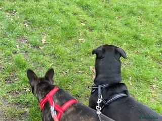 Mixed Breed dogs 2x male mixed breeds - Advert 2