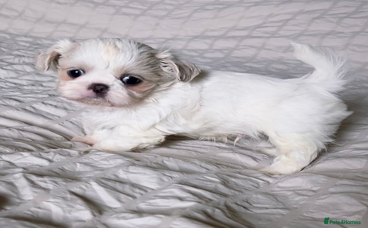 Shih Tzu dogs - Advert 6