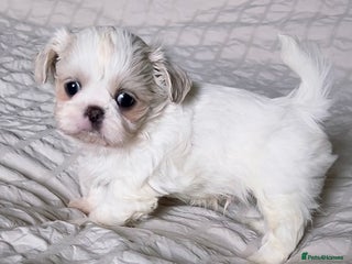 Shih Tzu dogs - Advert 29