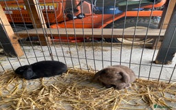 English Lop rabbits for sale: Beautiful English lop boys for sale - Image 3