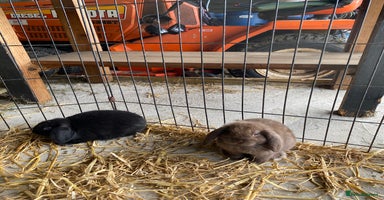 English Lop rabbits - Advert 12
