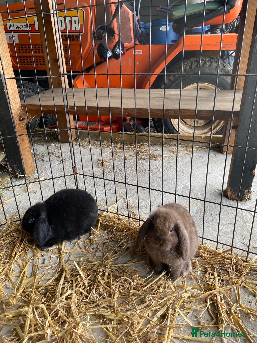 English Lop rabbits for sale: Beautiful English lop boys for sale - Image 3