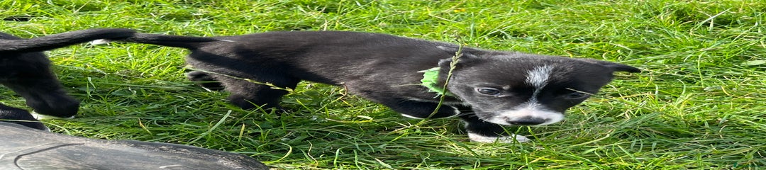 Border Collie Puppy 2