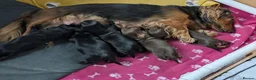 Miniature Dachshund dogs for sale: Miniature Longhaired Dachshund Puppies - Advert 18