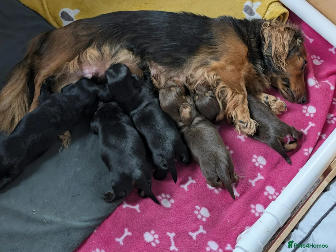 Miniature Dachshund dogs for sale: Miniature Longhaired Dachshund Puppies - Advert 18
