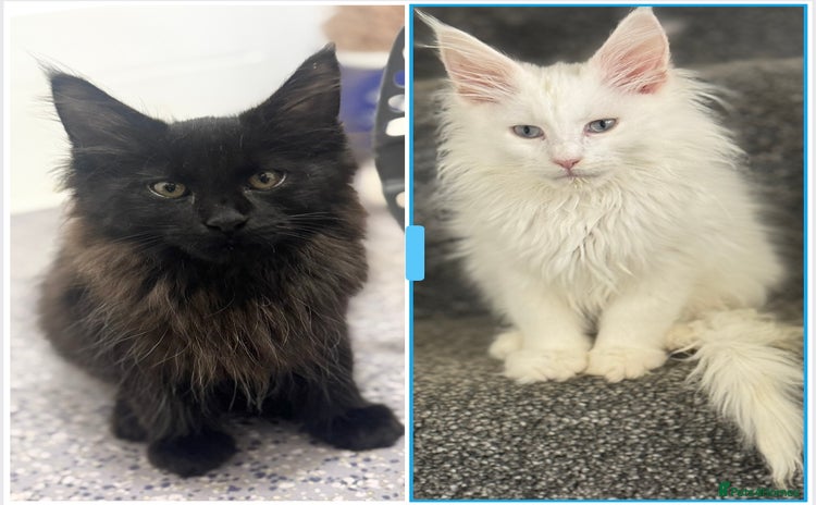 Maine Coon cats - Advert 1