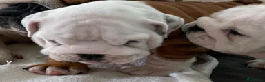 Bruno