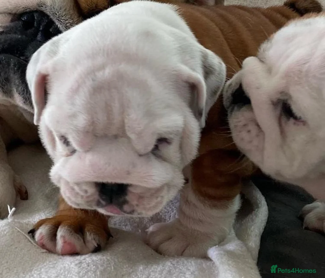 English Bulldog dogs for sale: Charming PURE English Bulldogs - 2 Boys & 1 Girl - Advert 2
