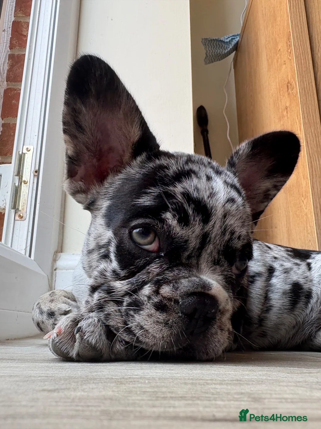 French Bulldog dogs for sale: Merle French Bulldog Puppy - Advert 2