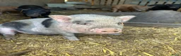 Pig livestock for sale: Juliana x Kune Kune Piglets for Sale – Ready Now - Advert 2