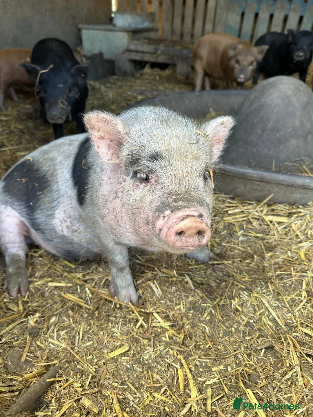 Pig livestock for sale: Juliana x Kune Kune Piglets for Sale – Ready Now - Advert 2