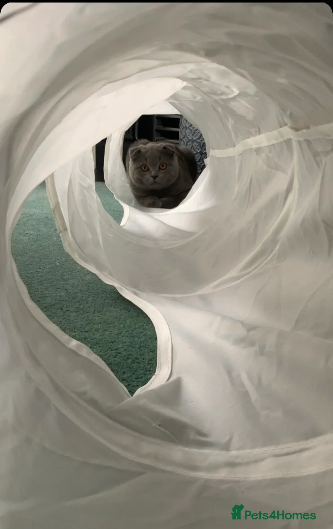 Scottish Fold cats for stud: Scottish Fold for Stud  - Advert 8