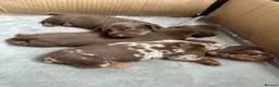 Miniature Dachshund dogs for sale: KC registered smooth haired mini dachshund puppies - Advert 8