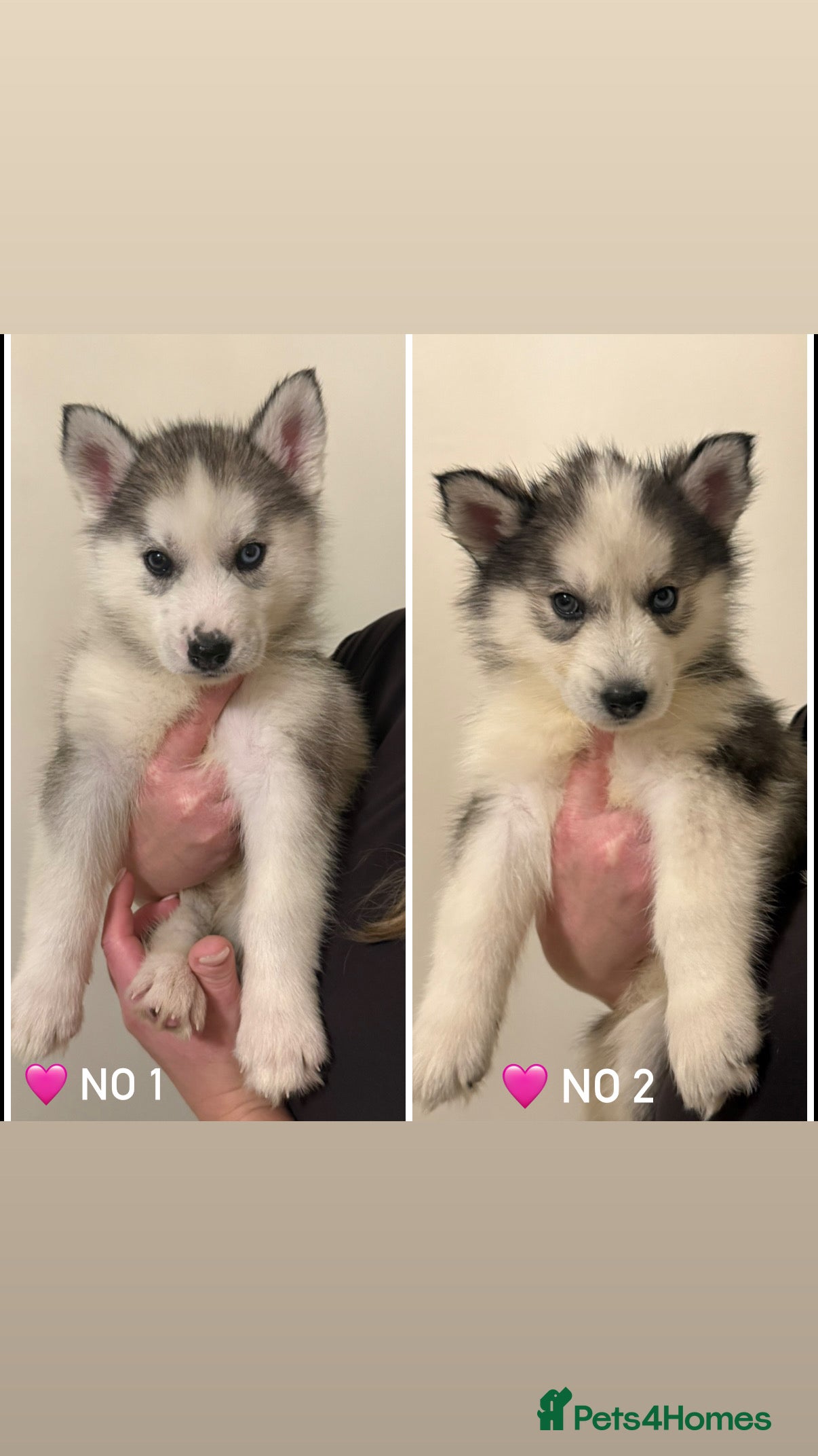 Siberian Husky dogs Stunning Siberian Husky puppies with blue eyes 😍 - Advert 2