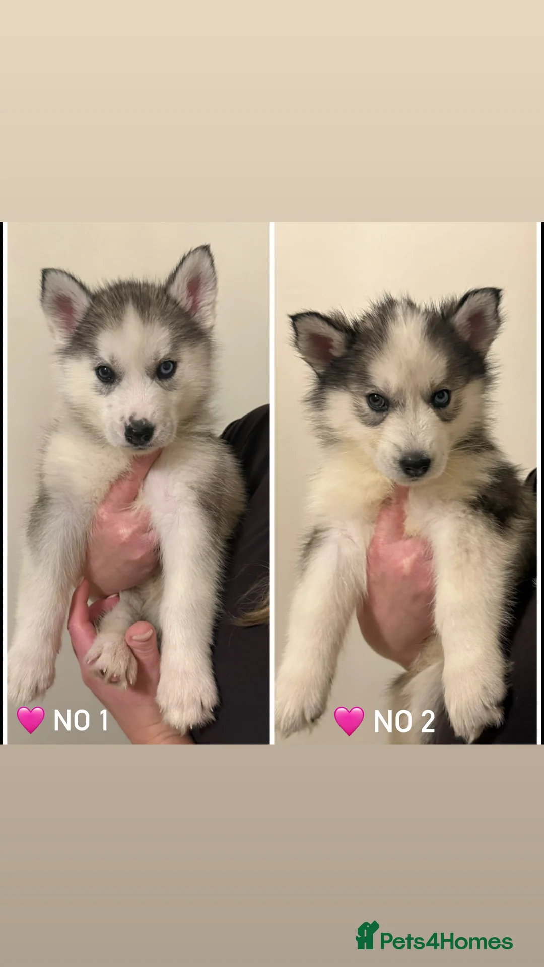 Siberian Husky dogs for sale: 3 Stunning Siberian Husky boys with blue eyes 😍 - Advert 15