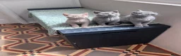 British Shorthair cats for sale: Beautiful Pedigree GCCF Registered - Ready Soon!!  - Advert 1