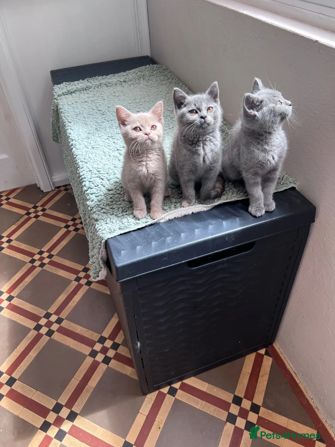 British Shorthair cats for sale: Beautiful Pedigree GCCF Registered - Ready Soon!!  - Advert 1