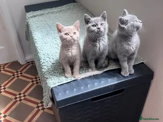 British Shorthair cats Beautiful Pedigree GCCF Registered - Ready Soon!! - Advert 3