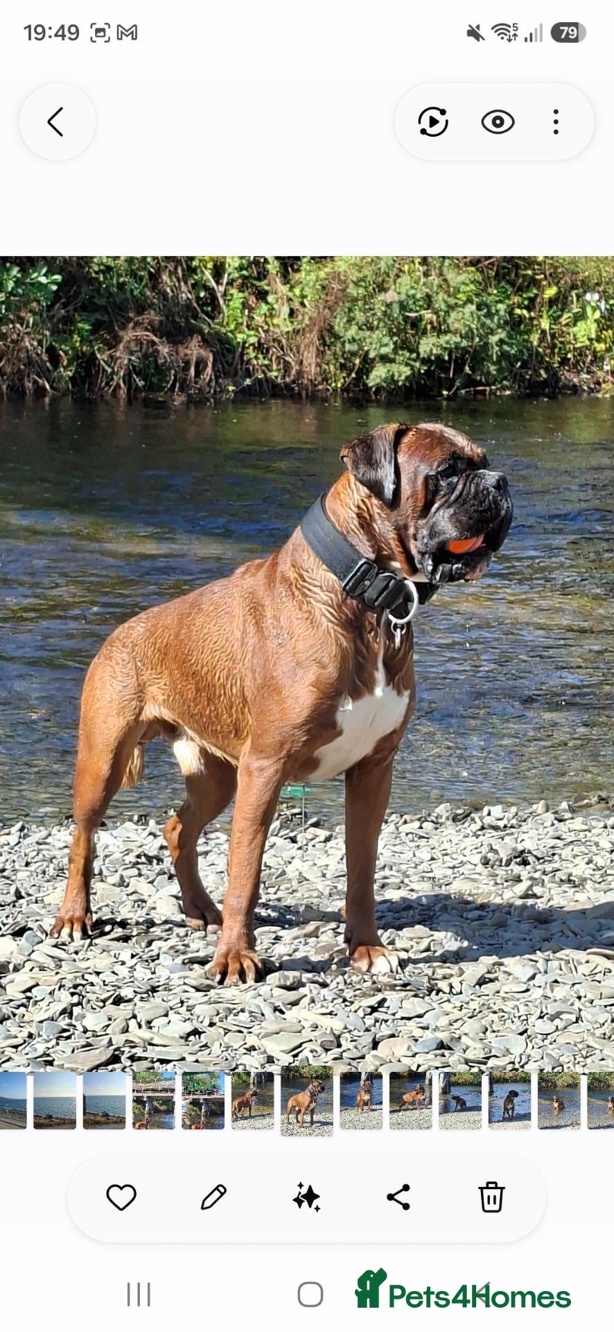 Boxer dogs KC Registered Full Breed Boxer - Advert 2