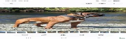 Boxer dogs for stud: KC Registered Full Breed Boxer - Advert 1
