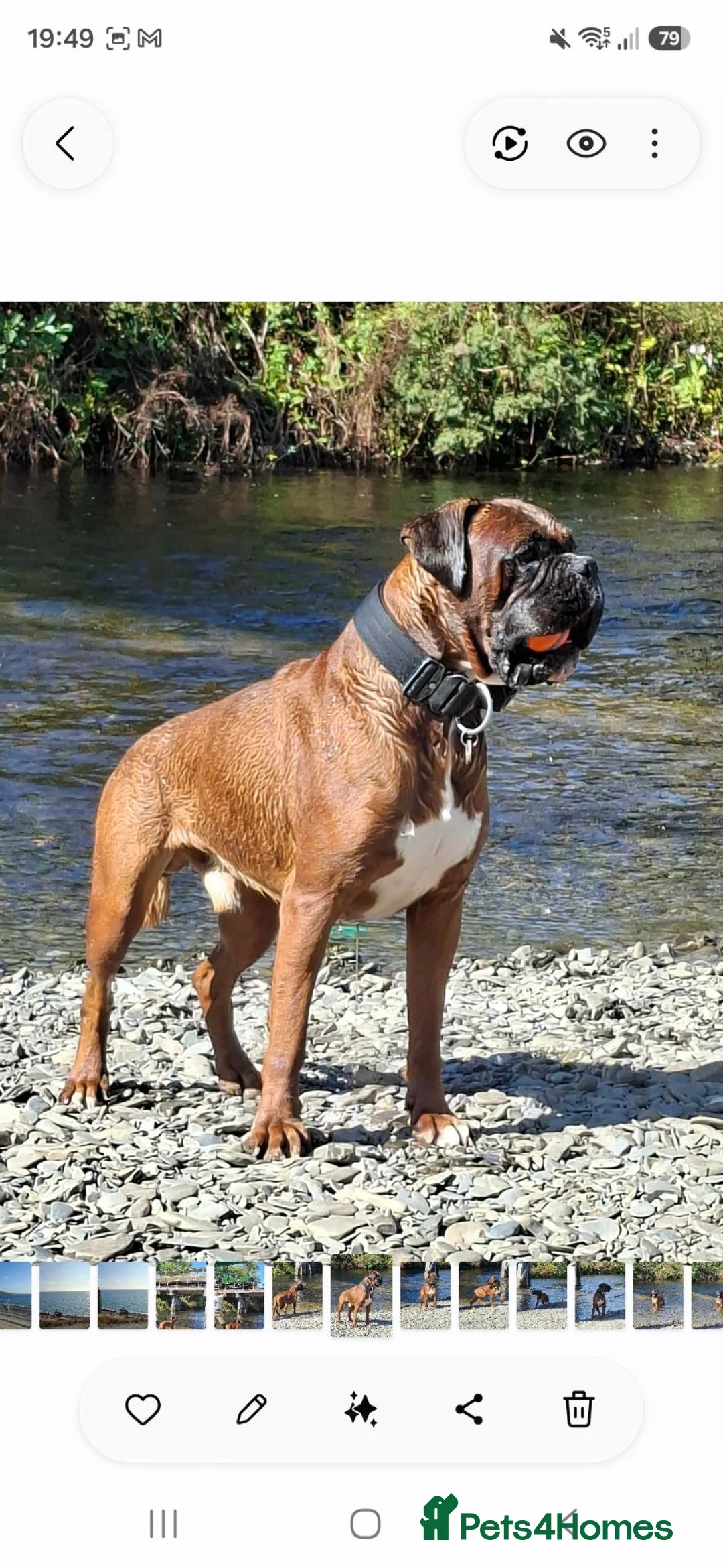 Boxer dogs for stud: KC Registered Full Breed Boxer - Advert 1