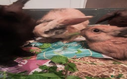 Mixed Breed rabbits for sale: Free to loving forever homes  - Image 20