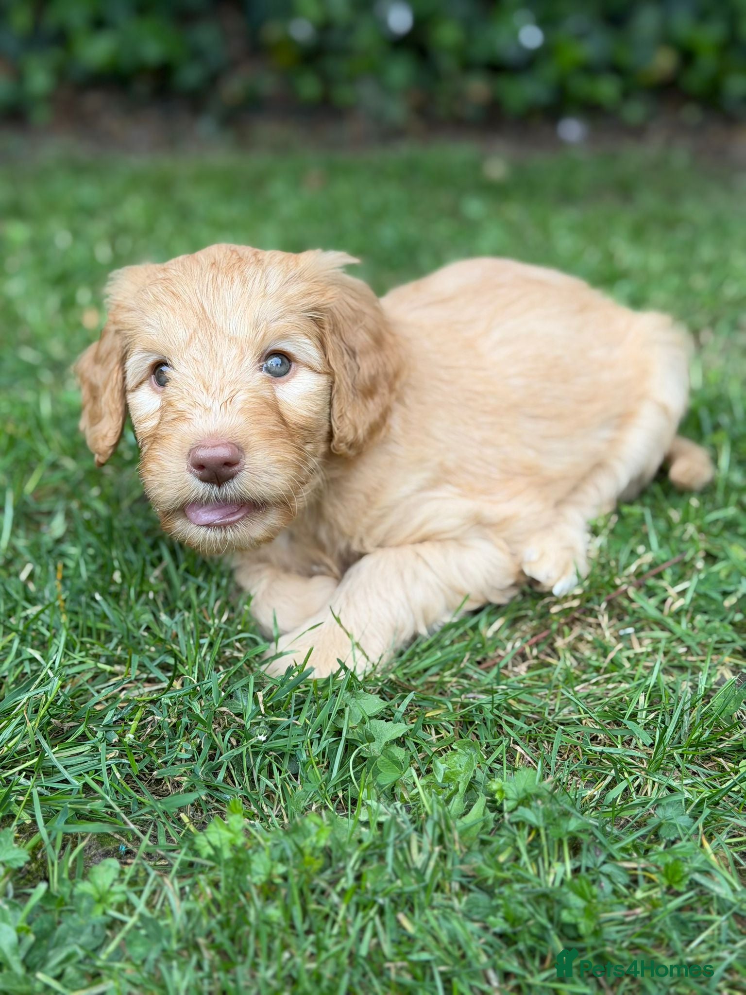 Mixed Breed dogs for sale: Adorable Australian fleece/wool Labradoodles - Advert 26