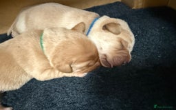 Labrador Retriever dogs for sale: Pedigree Working Lab Puppies. Ready 8th November - Image 8