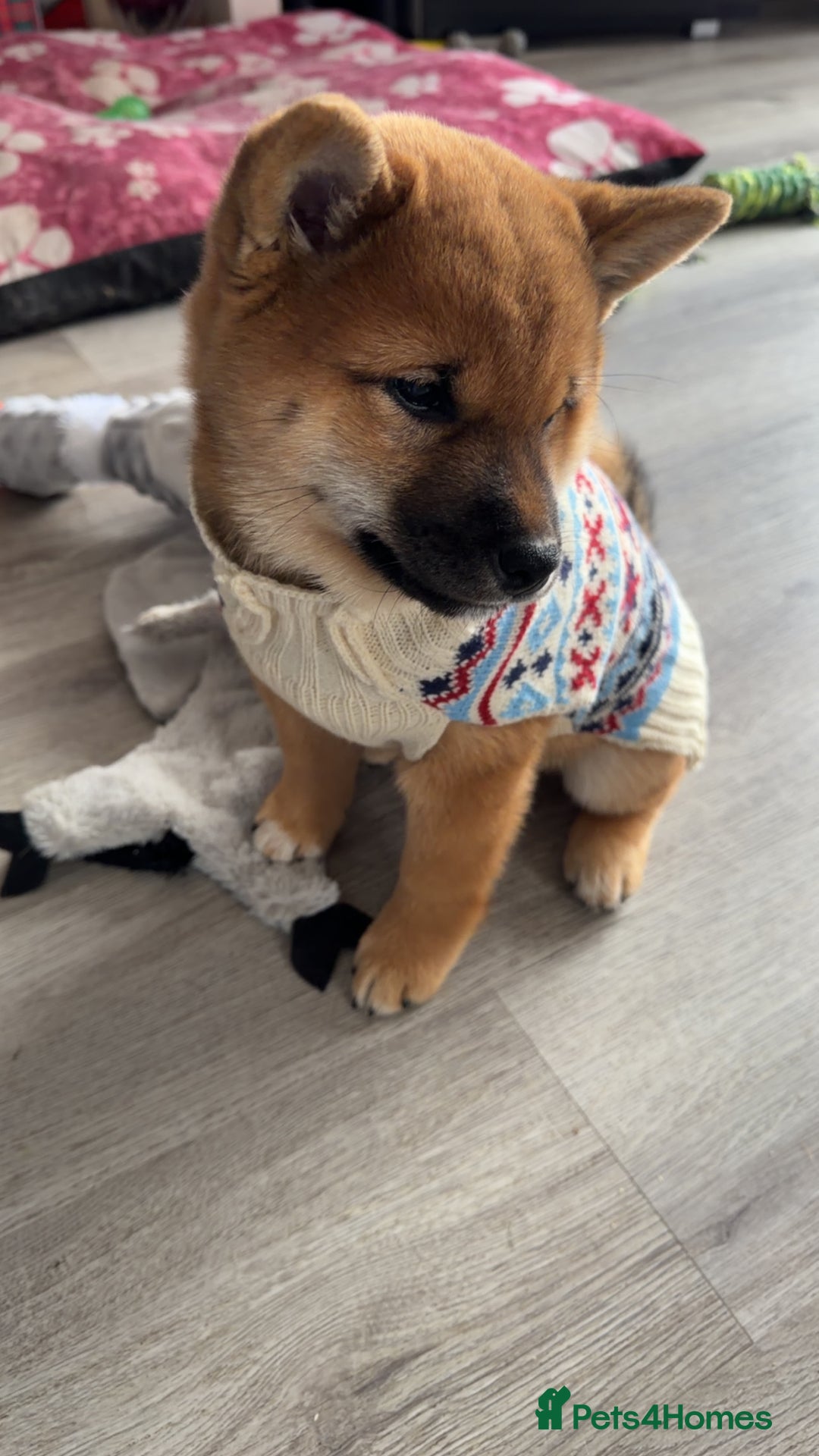 Japanese Shiba Inu dogs for sale: Japanese Shiba Inu  - Advert 13