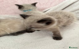 Ragdoll cats for sale: Seal point ragdoll kittens 3 boys and 2 girls  - Image 8
