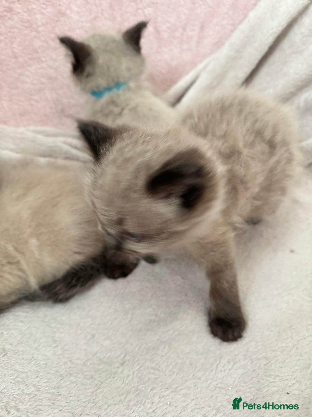 Ragdoll cats for sale: Seal point ragdoll kittens 3 boys and 2 girls  - Image 8