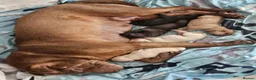 Shar Pei dogs for sale: Wrinkley cuddley shar pei pups  - Advert 1