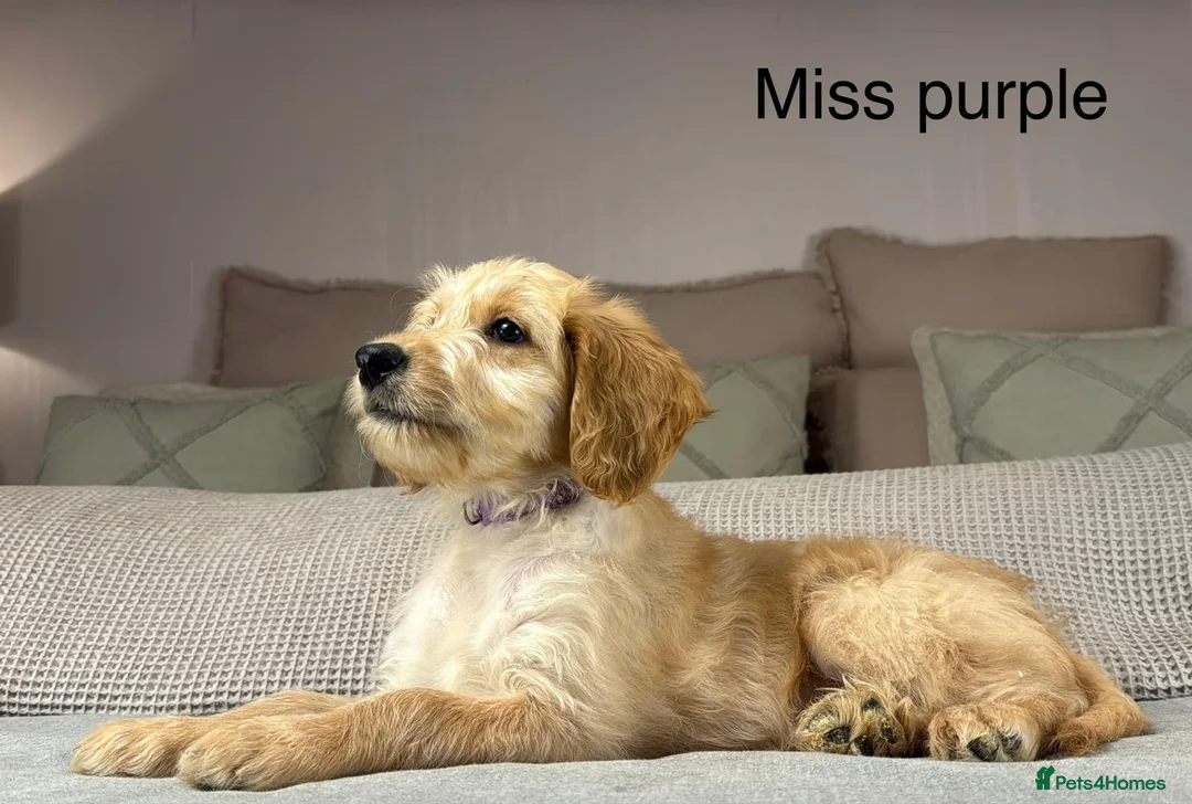 Goldendoodle dogs for sale: These will be stunning adults. Real head turners. - Advert 17