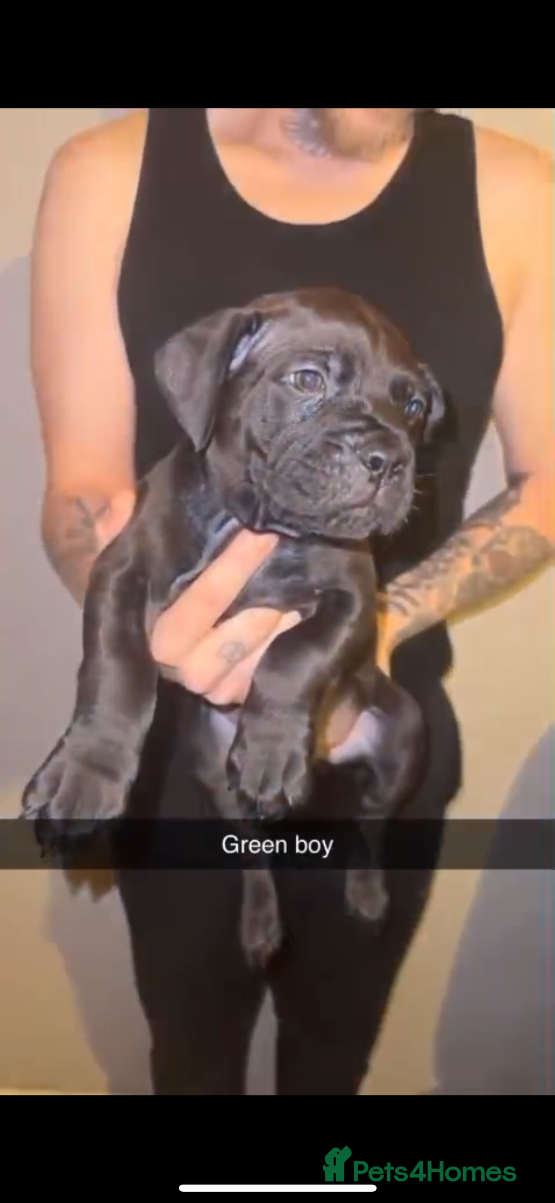 Cane Corso dogs for sale: Cane Corso Puppies - 4 Females & 1 Male, Ready Now - Image 3