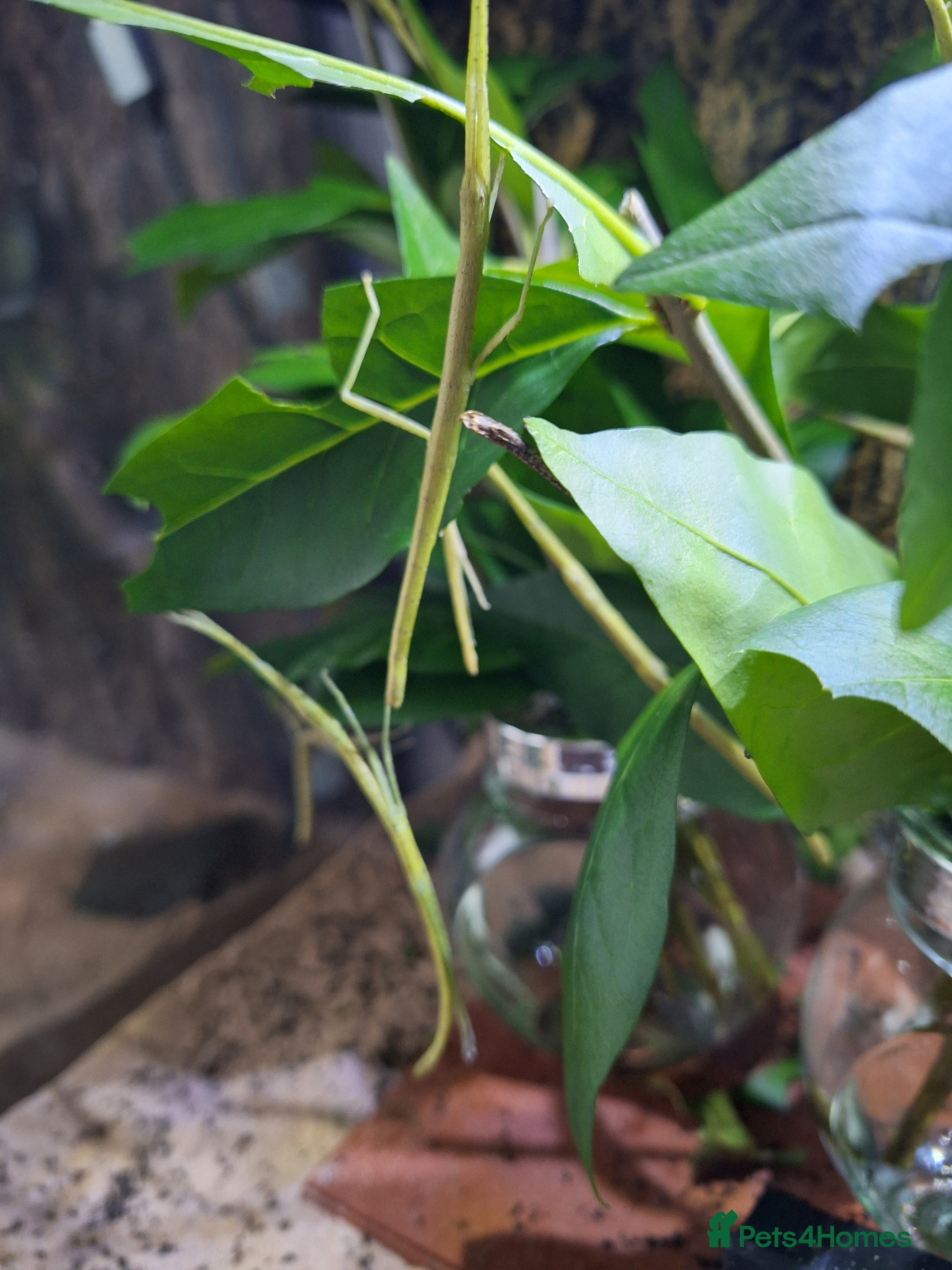 Stick Insects invertebrates Indian Stick insects  - Advert 1