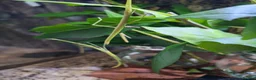 Stick Insects invertebrates for sale: Indian Stick insects  - Advert 1