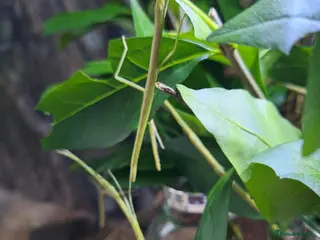 Stick Insects invertebrates Indian Stick insects - Advert 1